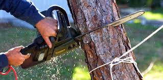 Best Arborist Consultation Services  in Williamsport, PA