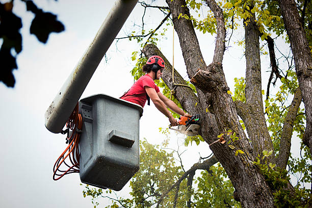 Reliable Williamsport, PA  Tree Services Solutions